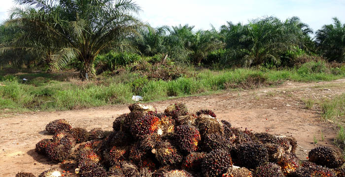 Palmenfrüchte liegen am Boden, im Hintergrund eine nicht asphatierte Strasse und Palmen