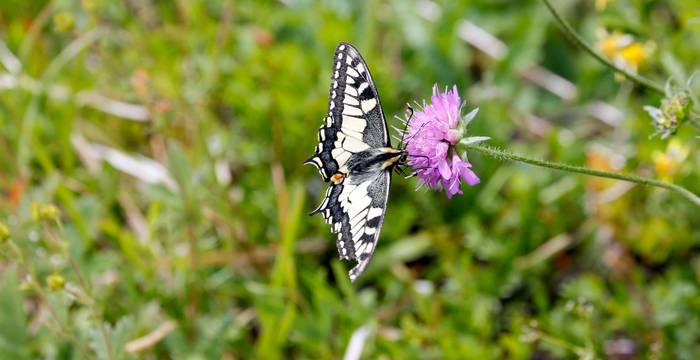 Papilio machaon, animale dell’anno 2003