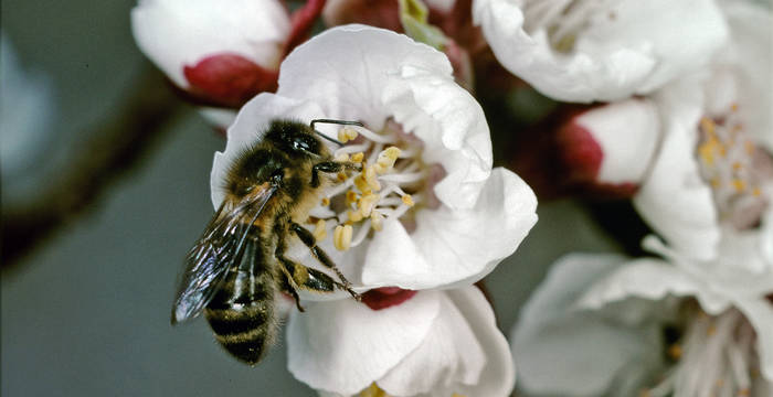 Unterstützen Sie die fleissigen Bienen bei der Nahrungssuche.