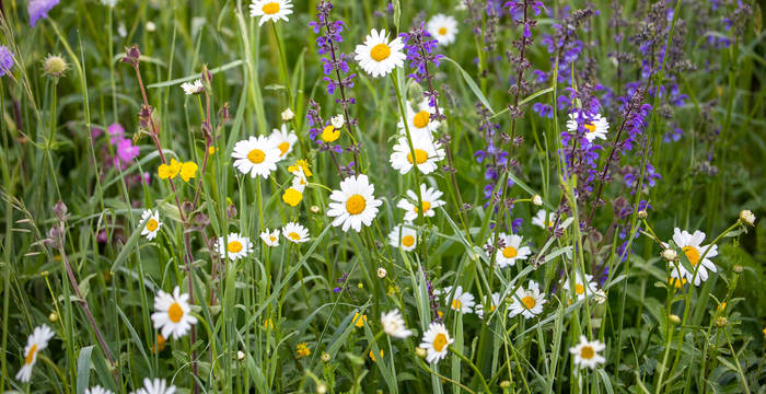 Blumenwiesen bieten vielen Tierarten Nahrung und Unterschlupf.