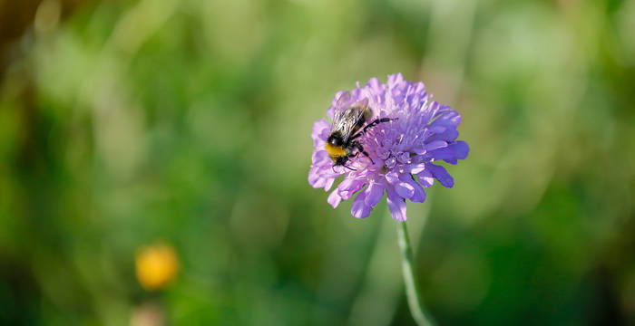 Biene auf Acker-Wittwenblume