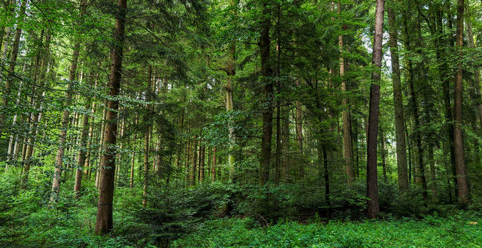 Dieser Wald hat ein Potential als Waldreservat