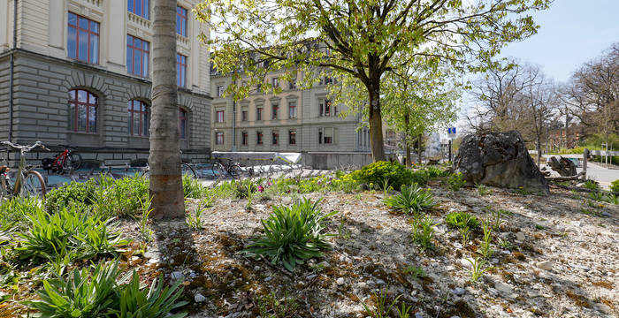 Flächen im öffentlichen Raum müssen aufgewertet werden, wie hier in Bern mit der Neuanlage einer Ruderalfläche.