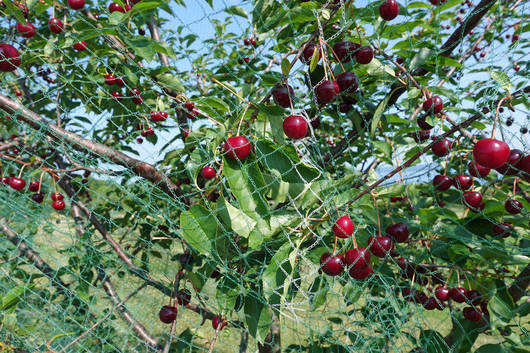 Kirschbaum mit reifen Früchten, darüber ein grünes Netz