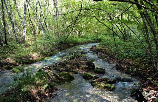 Kleiner Bach fleisst durch ein Waldgebiet