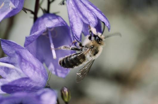 Die Glockenblumen-Sägehornbiene sammelt ausschliesslich Pollen von Glockenblumen.