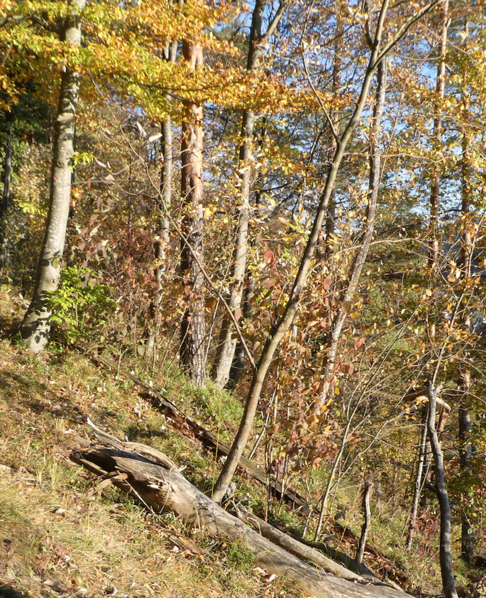 Lichter Wald in Dättlikon 