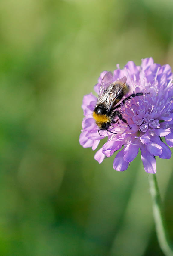 Biene auf Acker-Wittwenblume